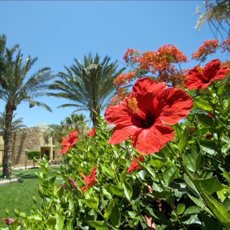 Jewels Sahara Boutique Resort Hurghada Exterior foto